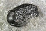 Gerastos Trilobite Fossil - Morocco #125236-5